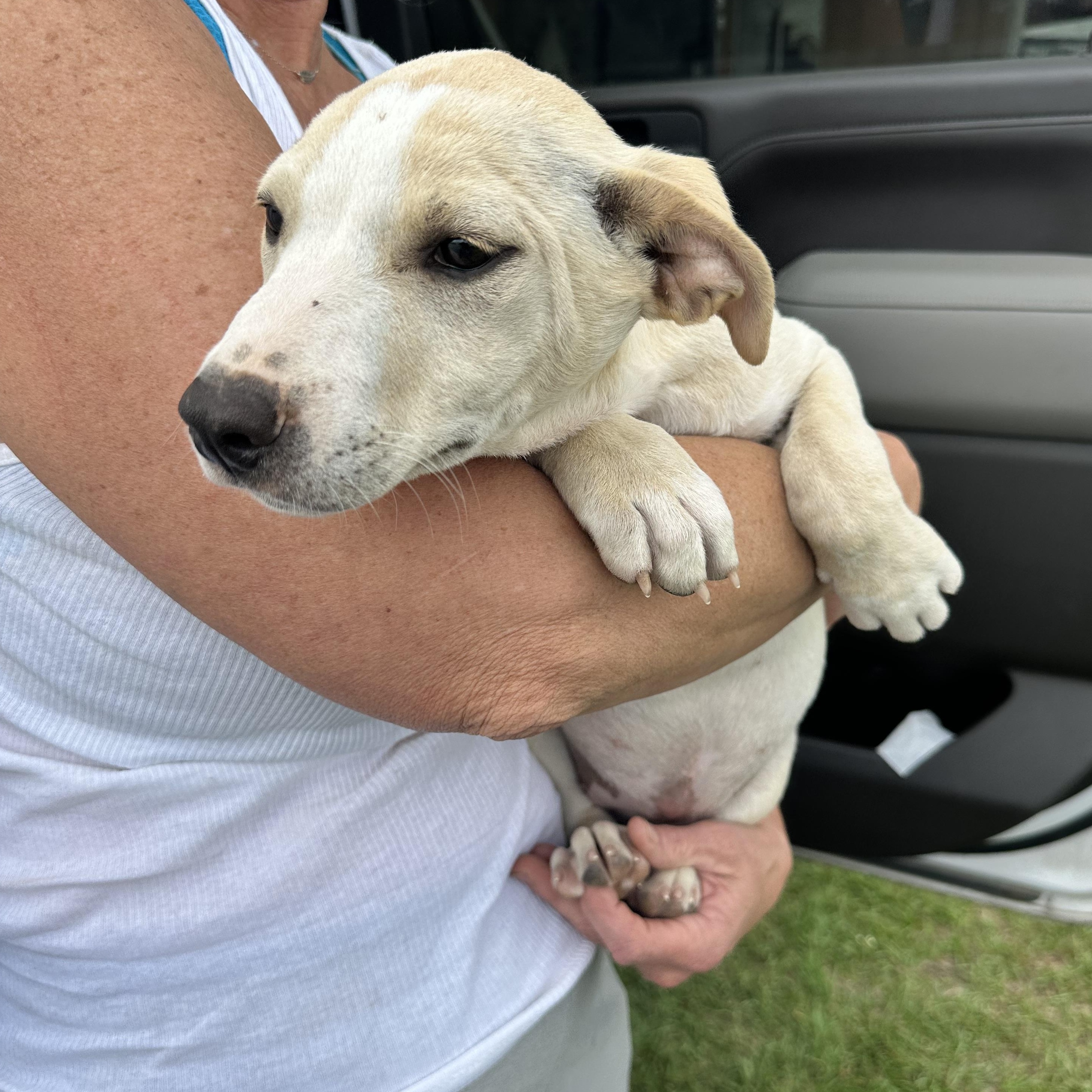 Enlarge Vanilla, a Adoptable mixed breed in Grand Prairie, TX image 2/5