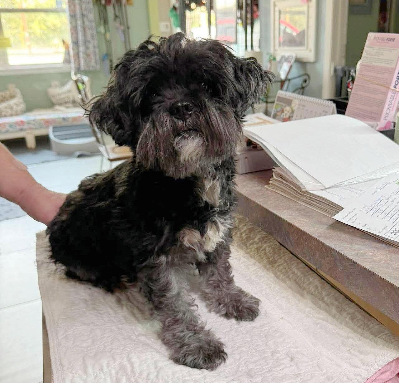 Enlarge Sparkey (NOT YET AVAILABLE), a Adoptable Shih Tzu in Benton, LA image 1/1
