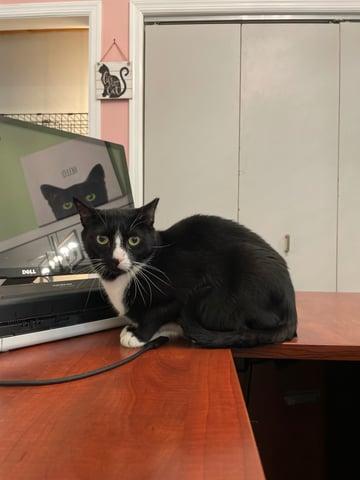 Rexy, Adoptable, Senior Female Domestic Short Hair.