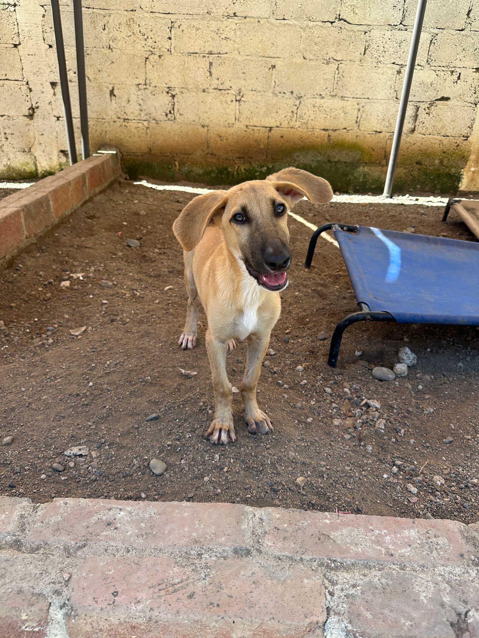 Dog for adoption Ivy, a Mixed Breed in Kelowna, BC Petfinder