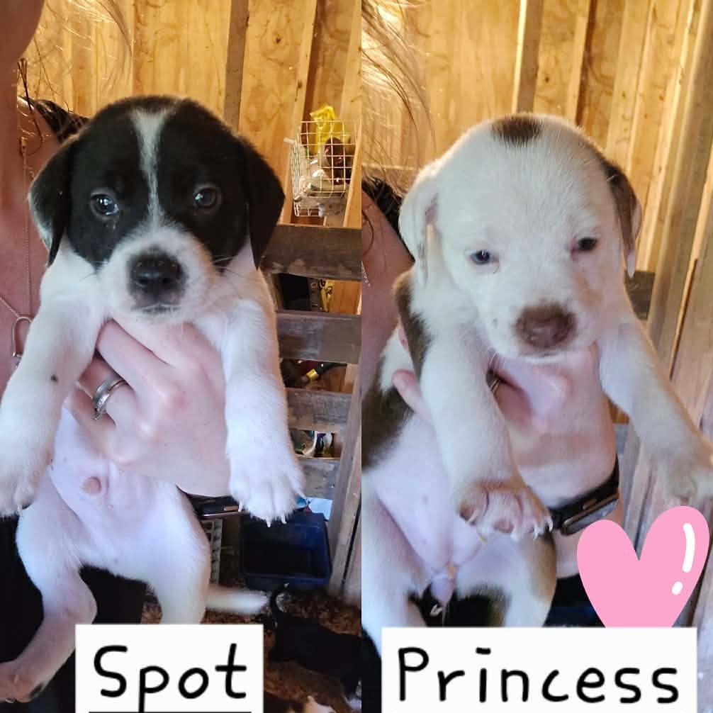 Enlarge Spots, a Adopted mixed breed in Newark valley, NY image 1/6