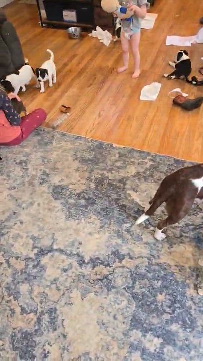 Enlarge Spots, a Adopted mixed breed in Newark valley, NY video 3/6