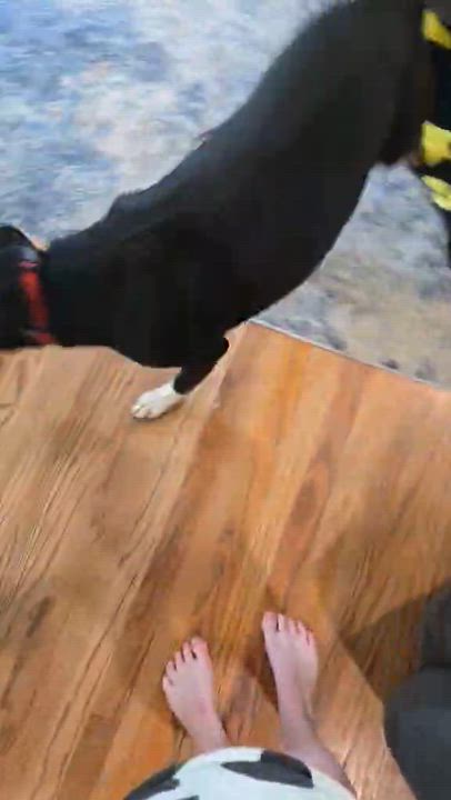 Enlarge Spots, a Adopted mixed breed in Newark valley, NY video 2/6