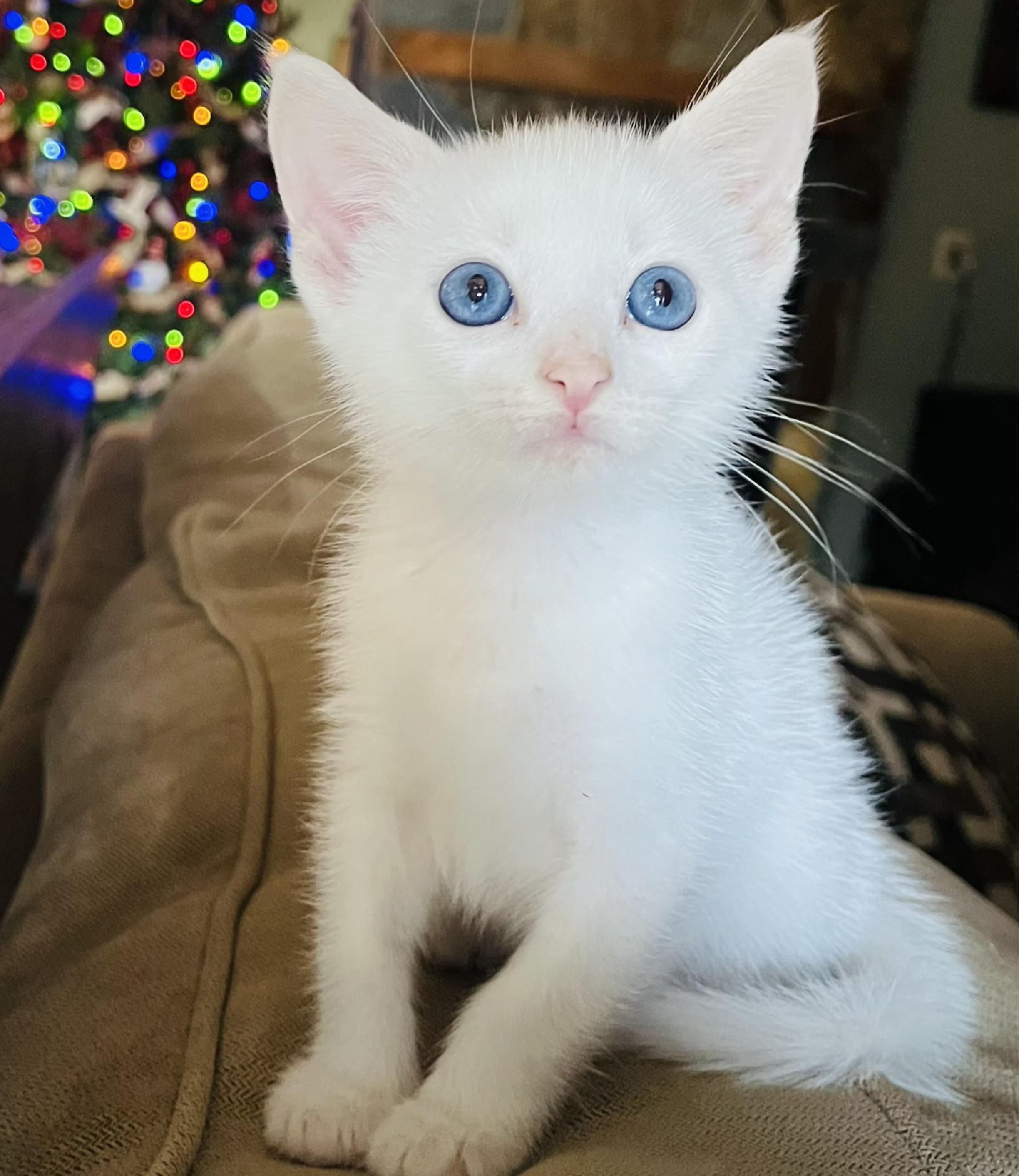 Enlarge Alpine (Q'Tip), a ADOPTABLE Domestic Short Hair in Largo, FL image 1/1