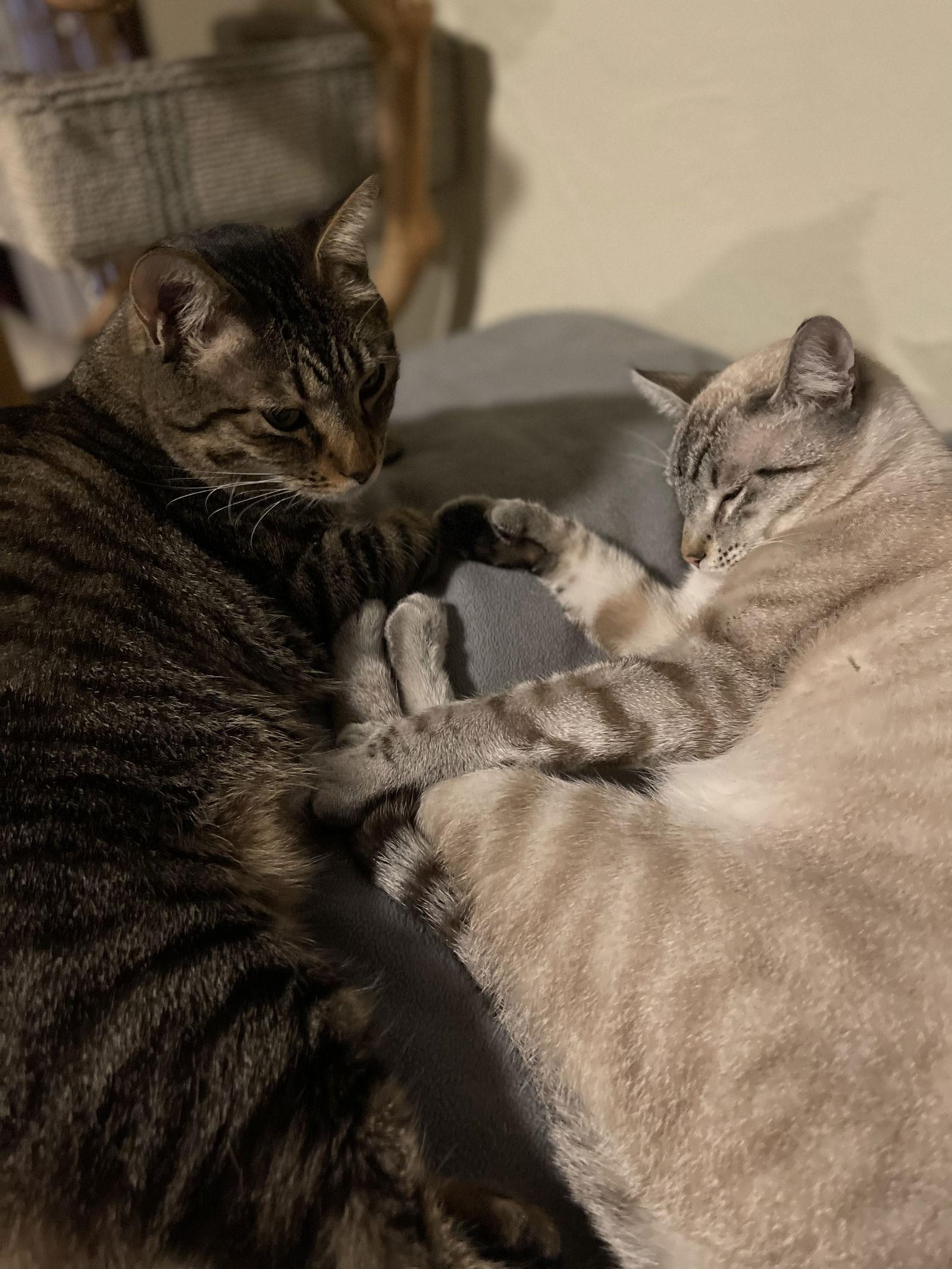 Francisco & Freeway, Adoptable, Adult Male Siamese & Extra-Toes Cat / Hemingway Polydactyl.