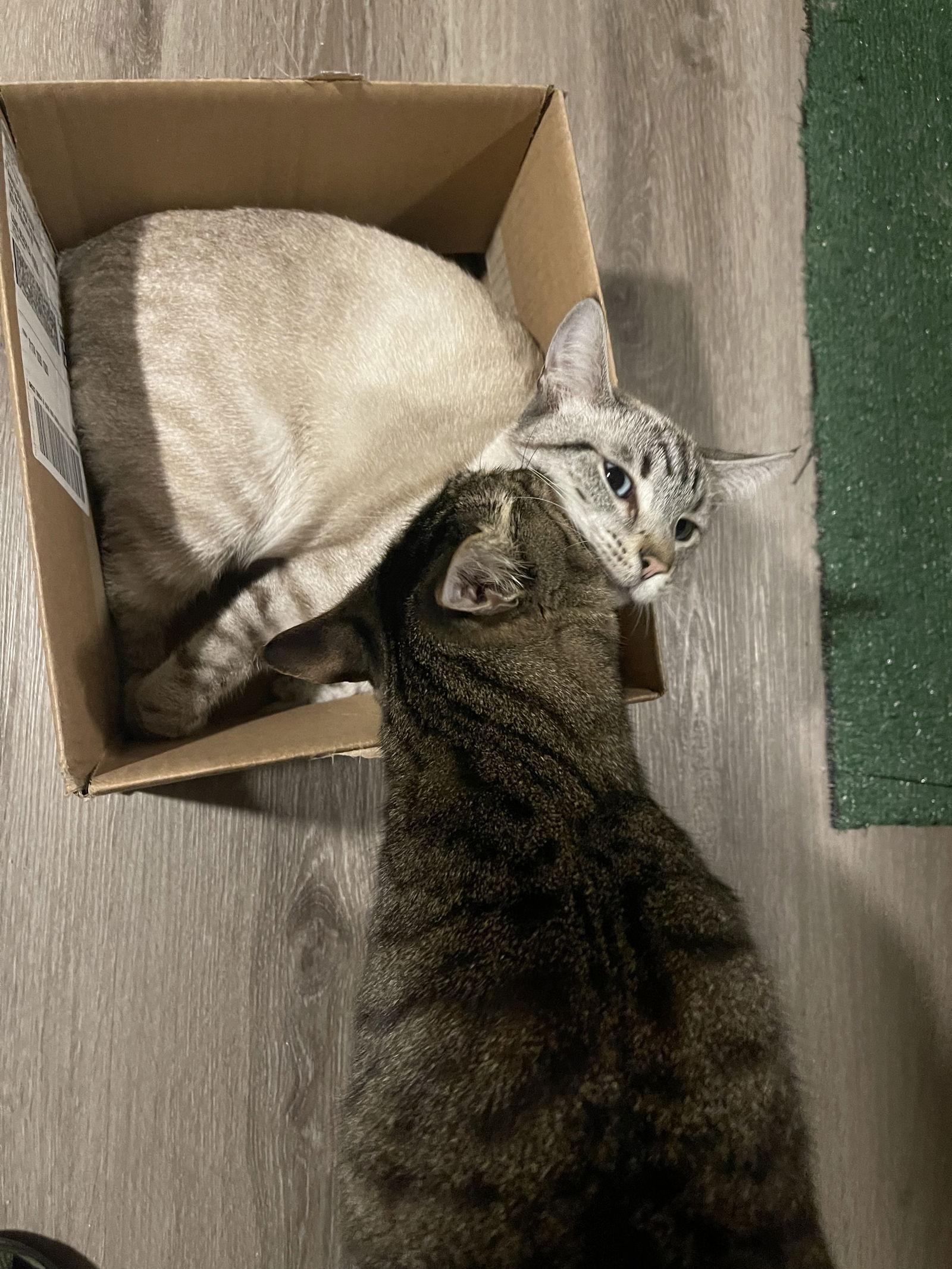 Francisco & Freeway, a Adoptable mixed breed in Los Alamitos, CA image 3/3