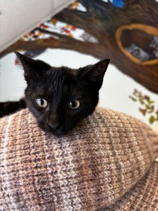 Sonny Carisi, Adoptable, Kitten Male Domestic Short Hair & Domestic Short Hair.