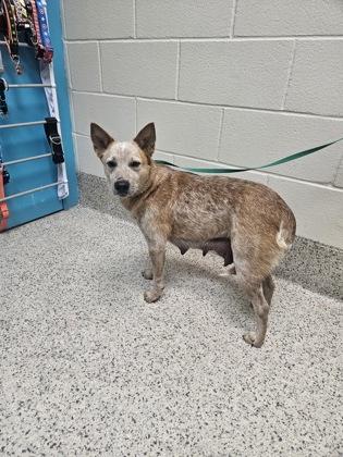 Maisie, Adoptable, Adult Female Fox Terrier & Mixed Breed.