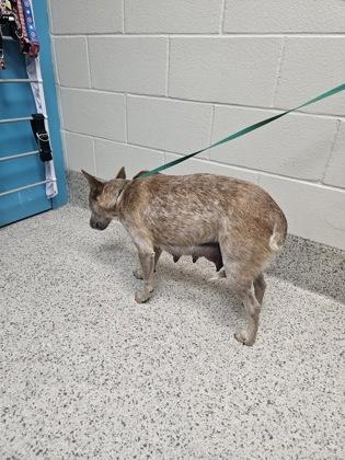 Enlarge Maisie, a Adoptable mixed breed in Gray, LA image 2/2