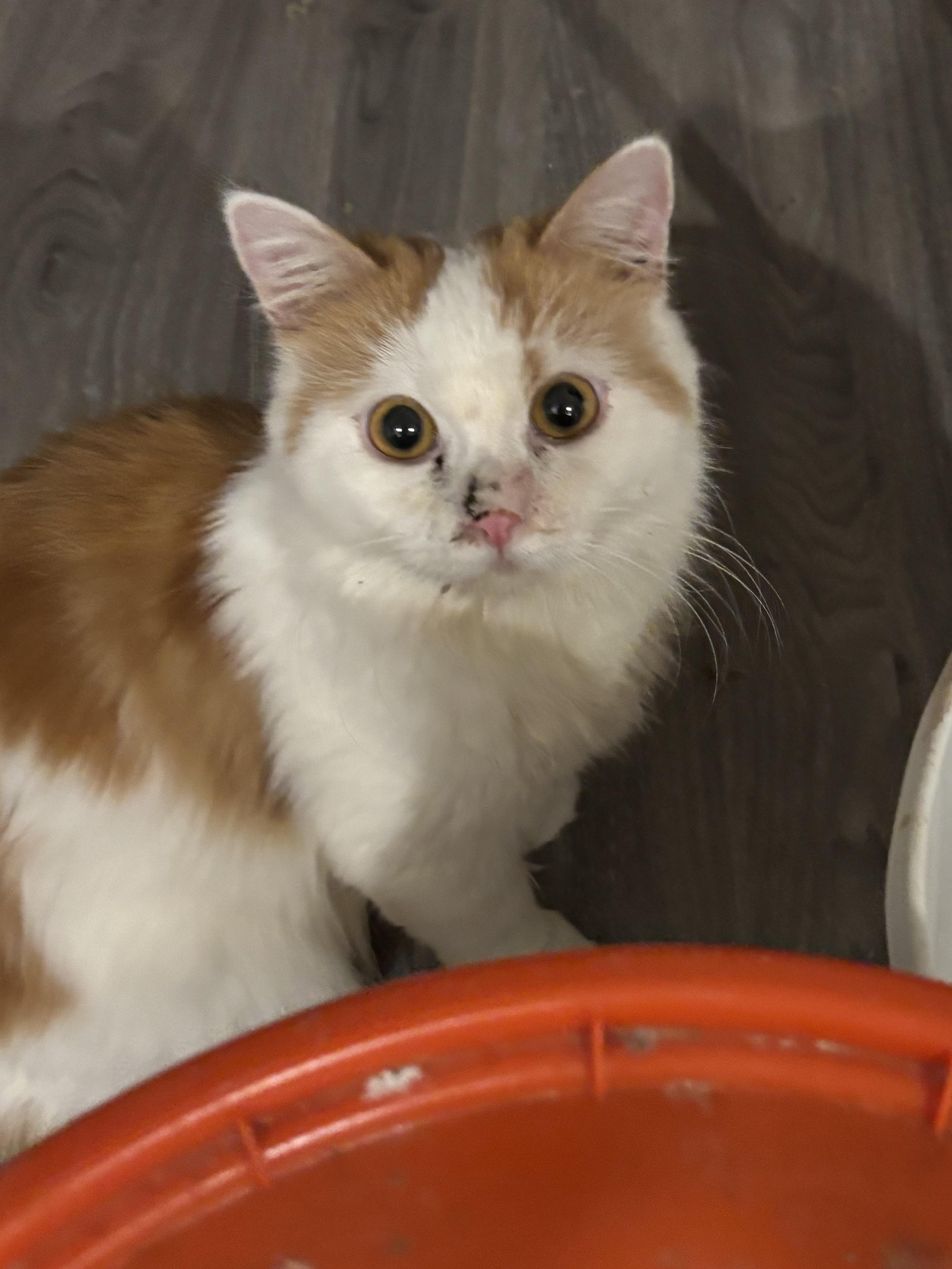 Enlarge Bonnie (part Persian, long hair), a Adoptable Persian in Fairfax, VA image 2/5