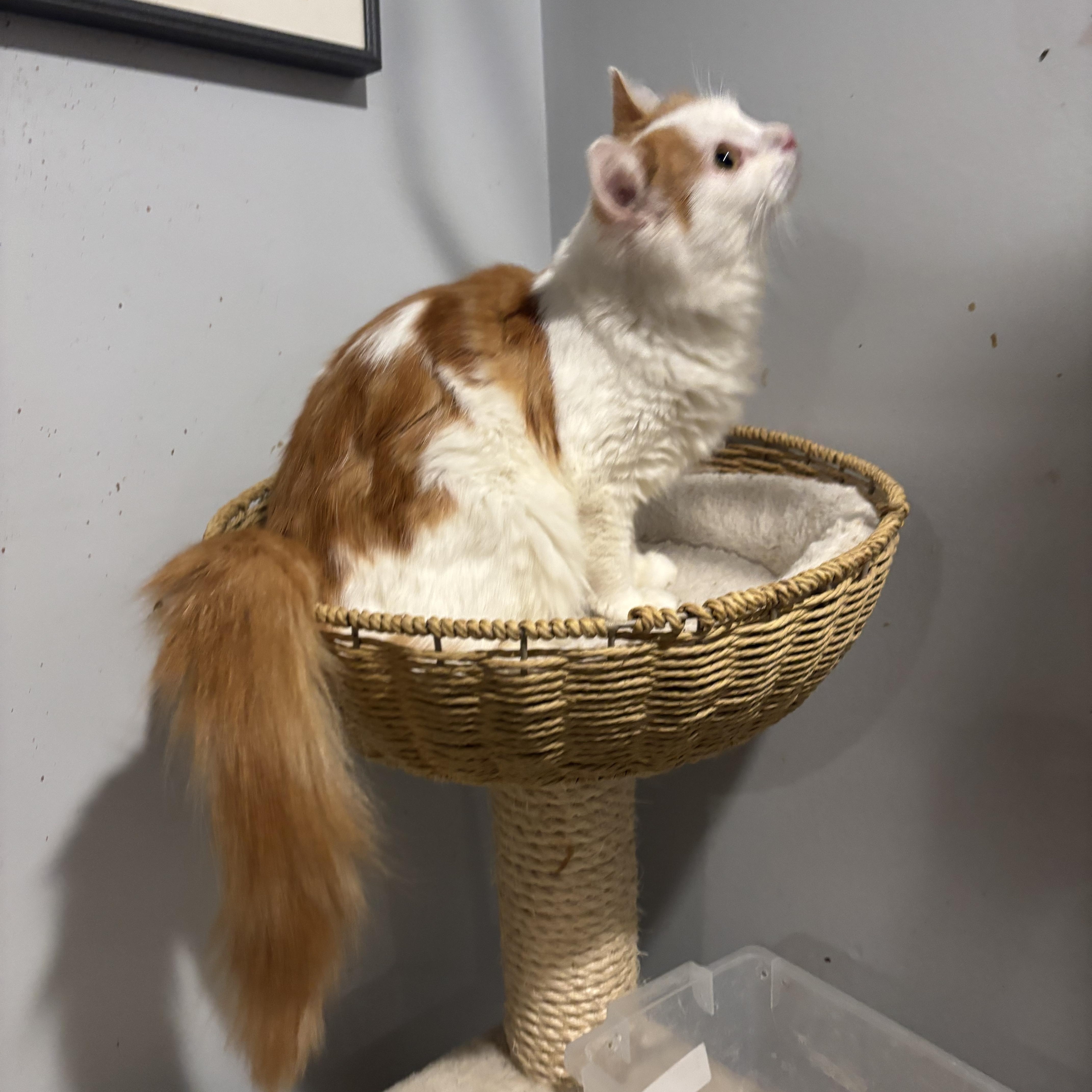 Enlarge Bonnie (part Persian, long hair), a Adoptable Persian in Fairfax, VA image 3/5