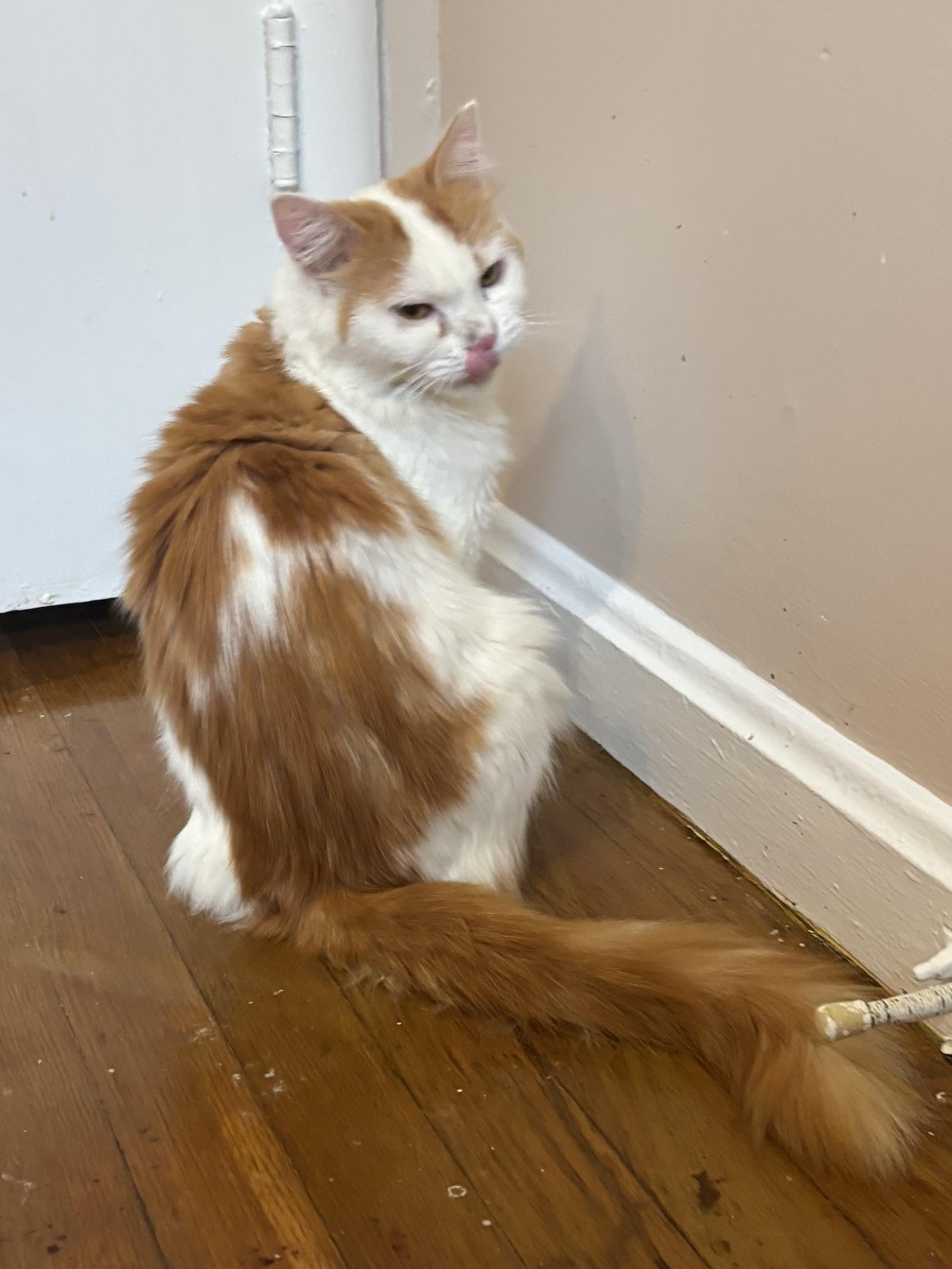 Enlarge Bonnie (part Persian, long hair), a Adoptable Persian in Fairfax, VA image 5/5