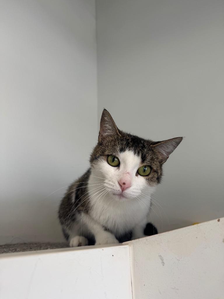 Cheela, a Adoptable mixed breed in Winnipeg, MB image 1/3