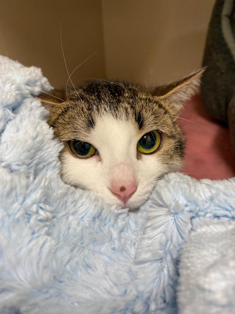 Cheela, a Adoptable mixed breed in Winnipeg, MB image 2/3