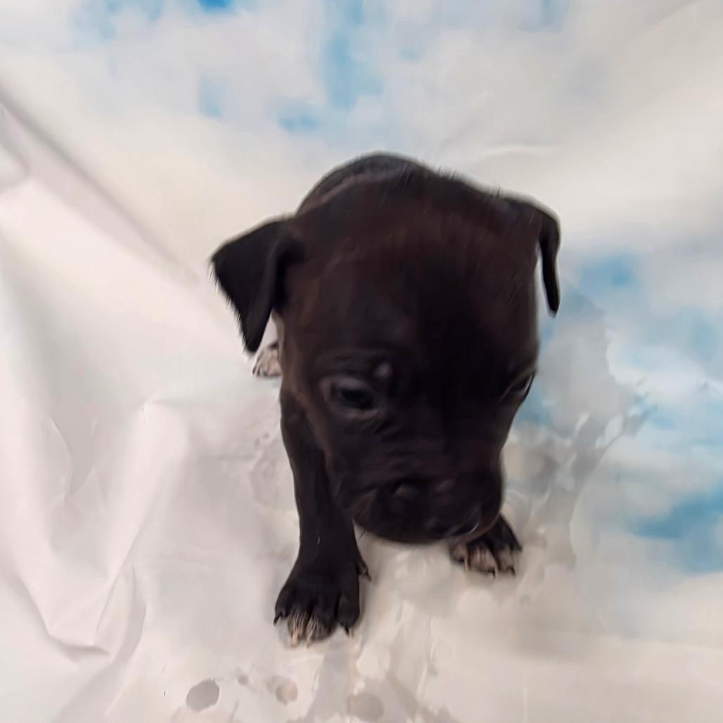 Jolene, ADOPTABLE, Puppy Female Pit Bull Terrier & Border Collie.