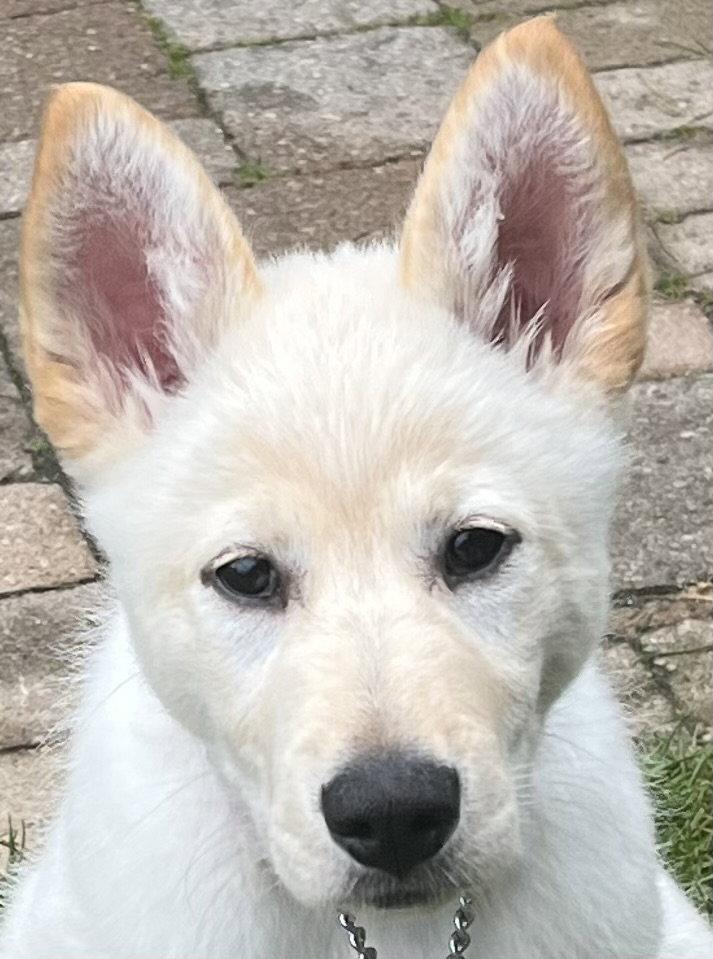 APRICOT, Adoptable, Puppy Female Labrador Retriever & Husky.