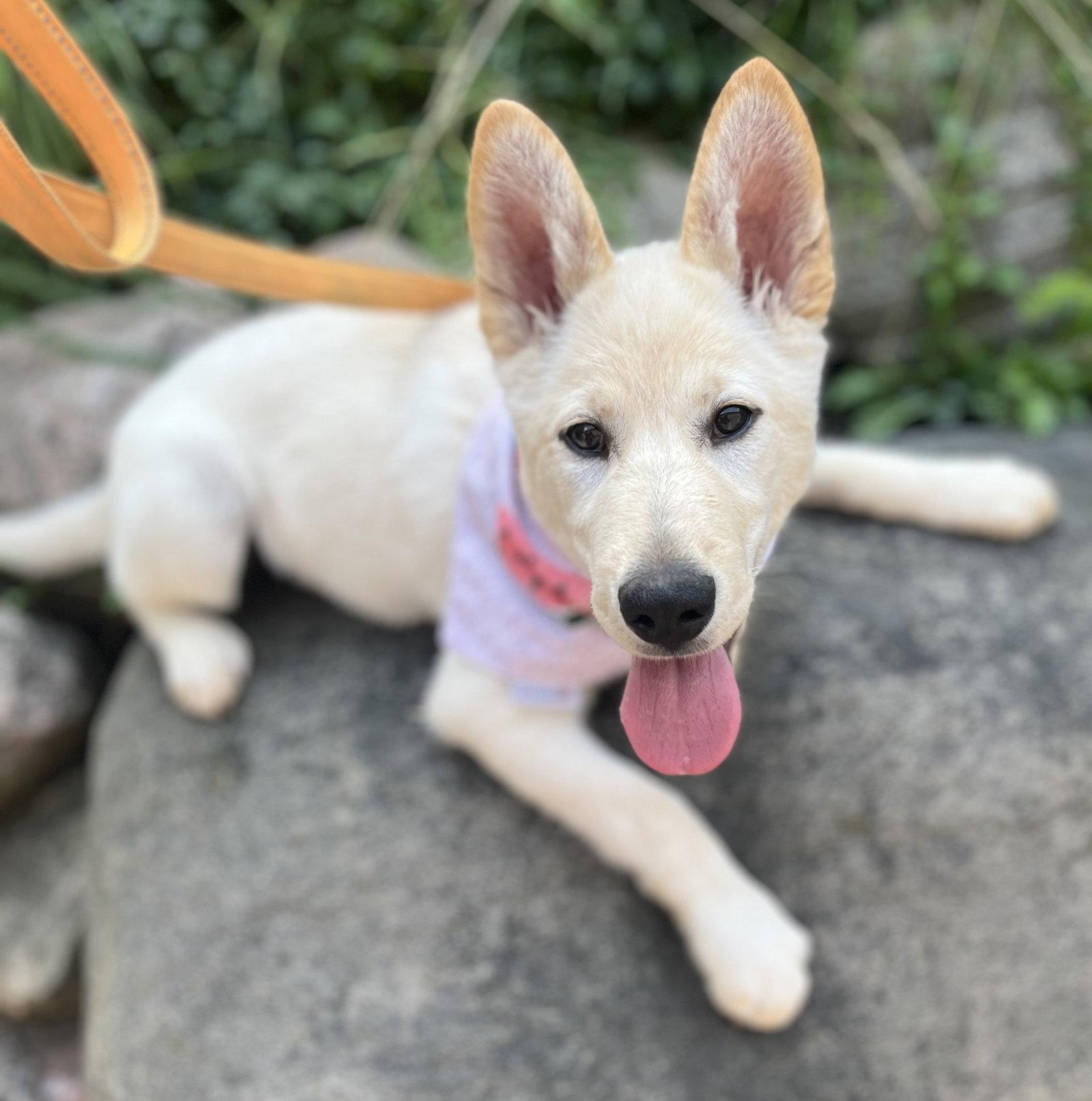 APRICOT, Adoptable, Puppy Female Labrador Retriever & Husky.