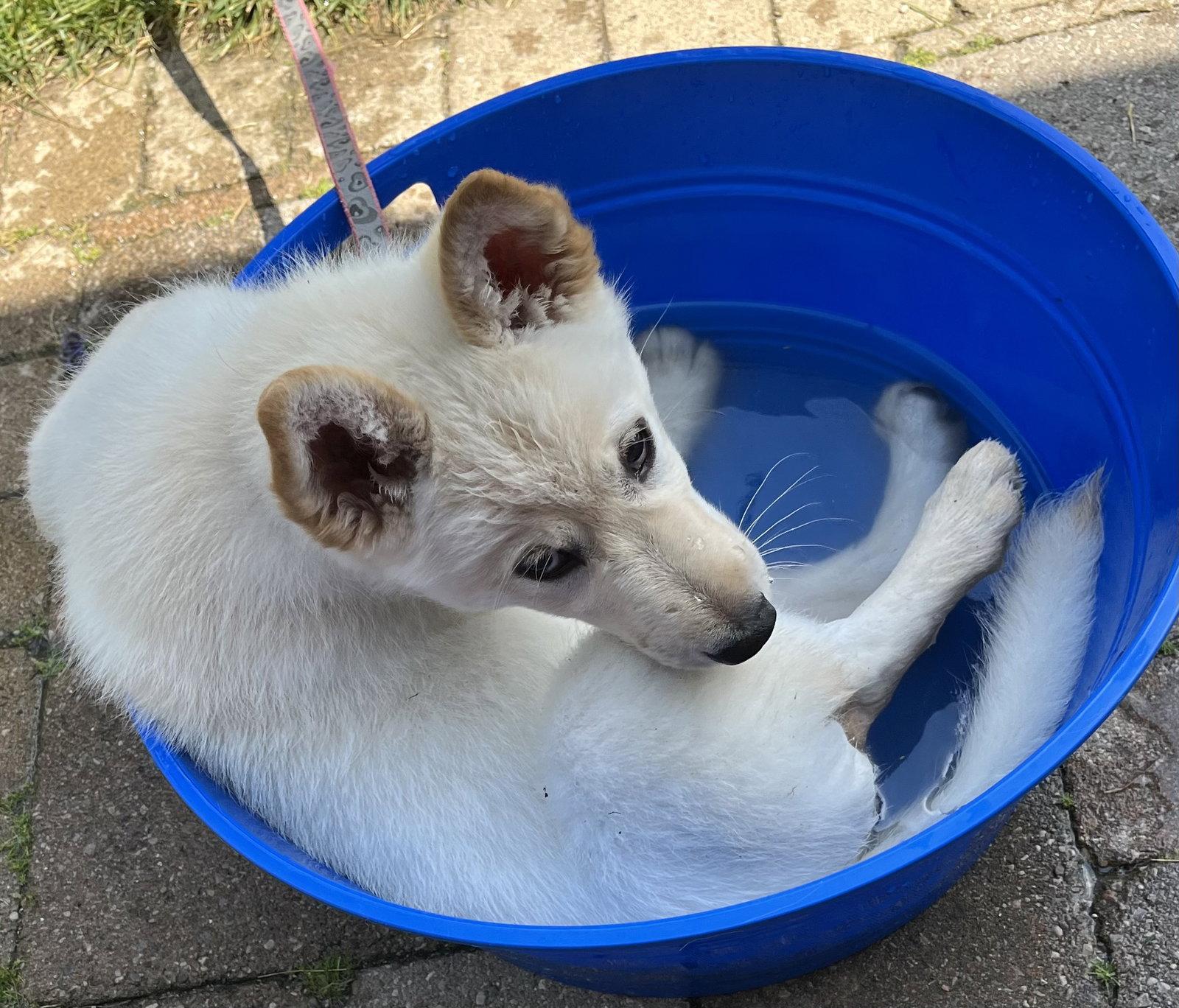 APRICOT, a Adoptable mixed breed in Minesing, ON image 2/3