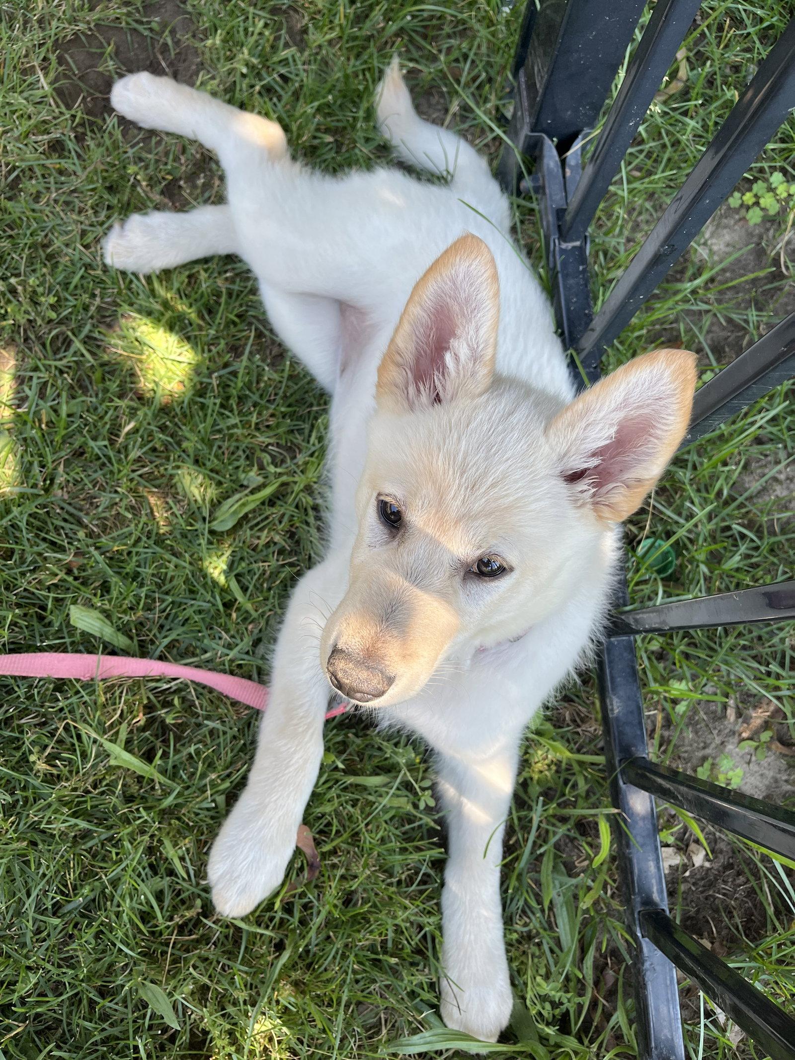 APRICOT, a Adoptable mixed breed in Minesing, ON image 3/3