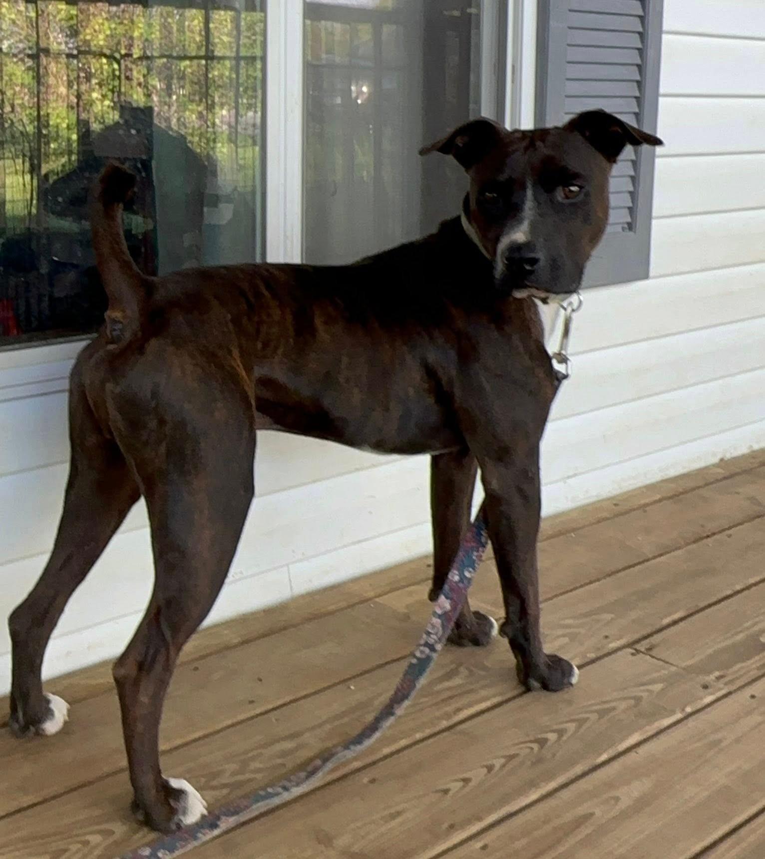 Enlarge Coco, a Adoptable mixed breed in Cookeville, TN image 6/6