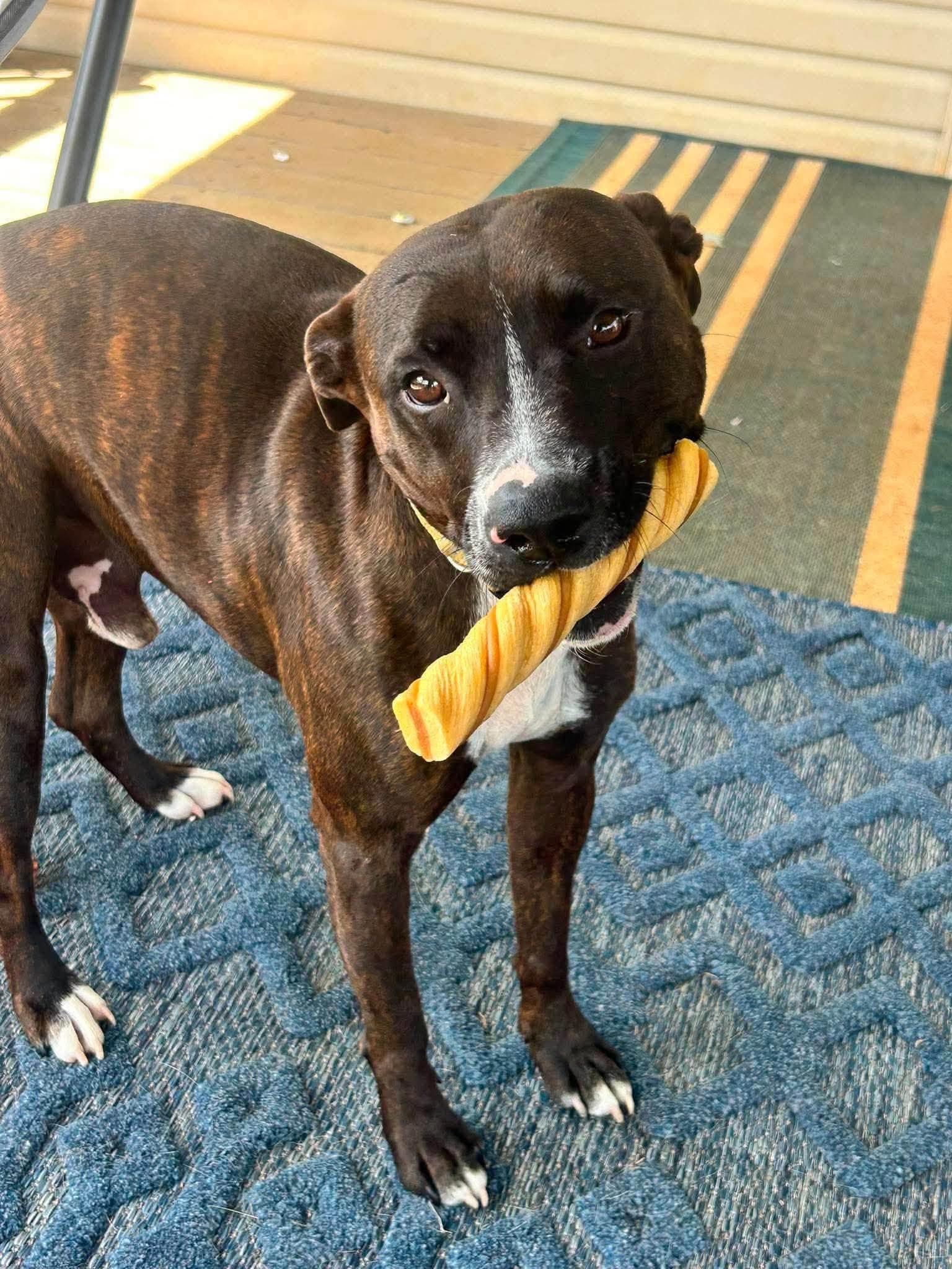 Enlarge Coco, a Adoptable mixed breed in Cookeville, TN image 2/6
