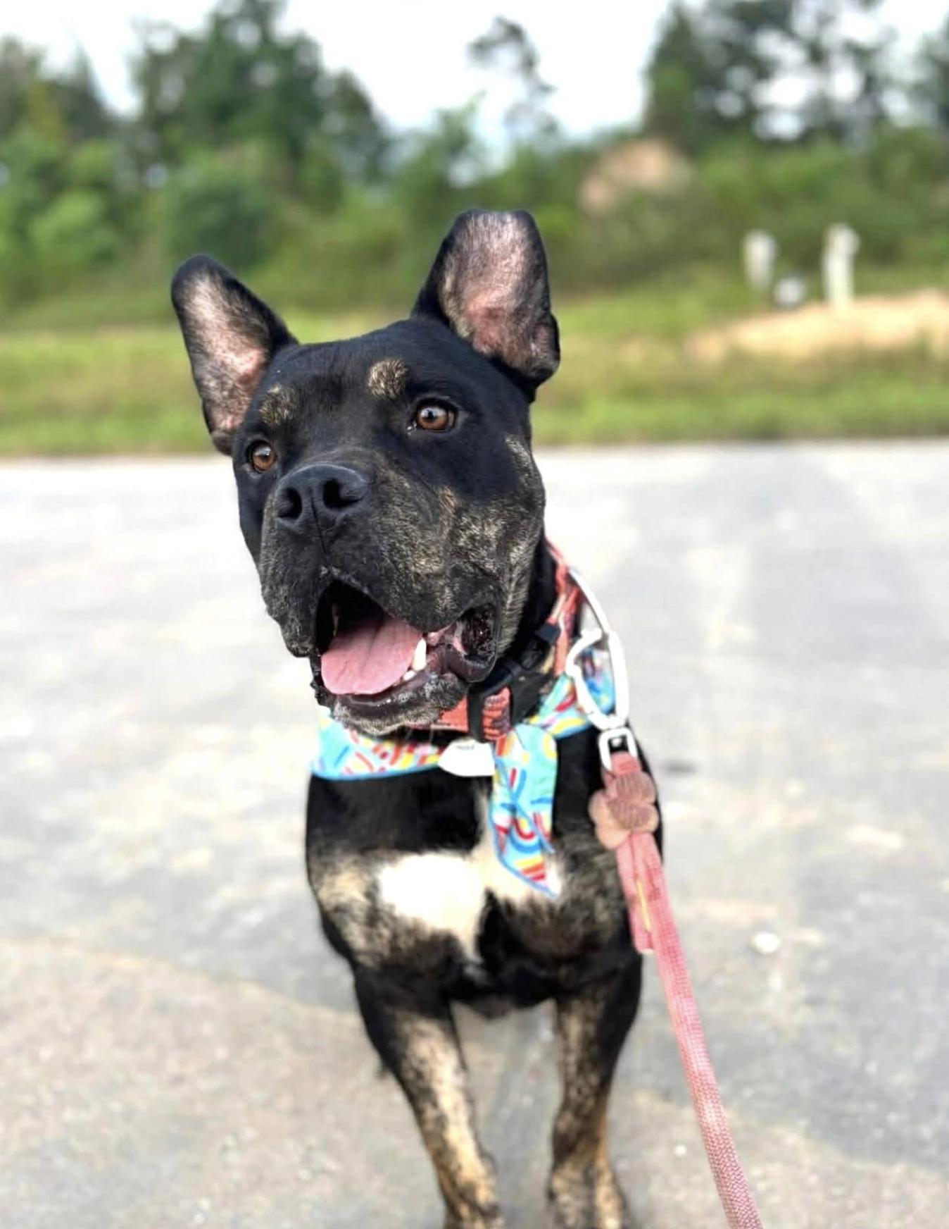 Bear Bjorn — thumbnail 4