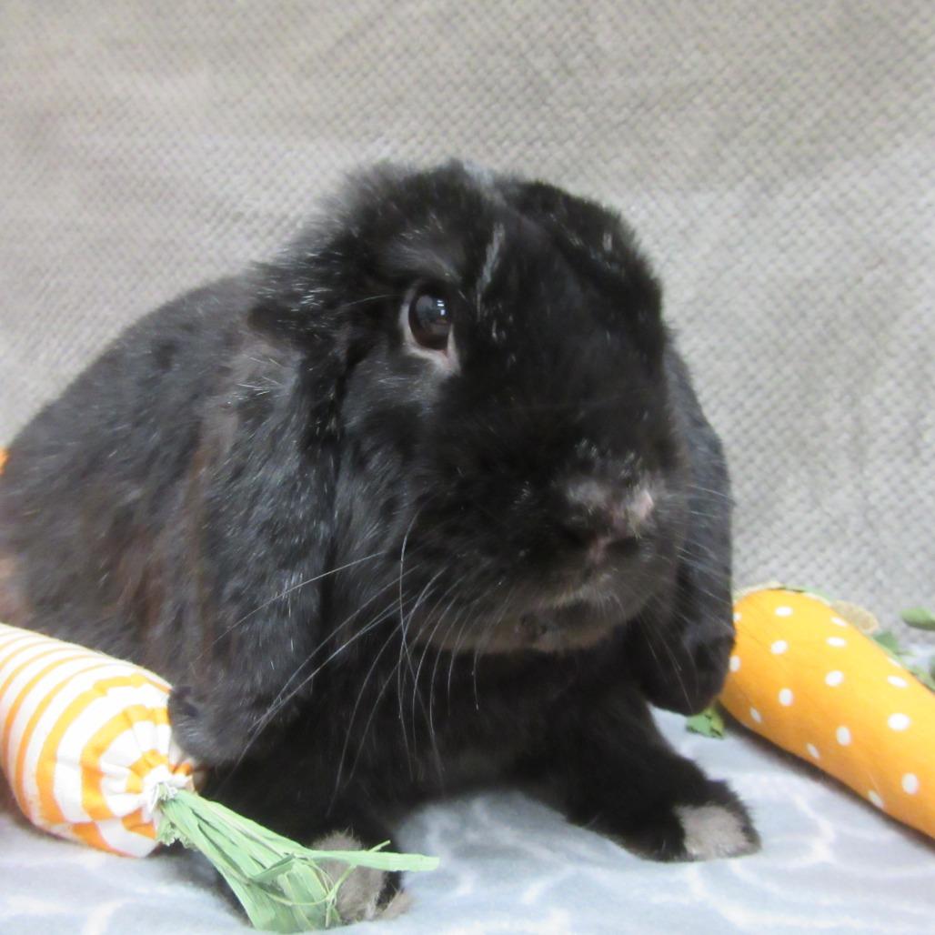 Memphis, Adoptable, Young Male Mini Lop.