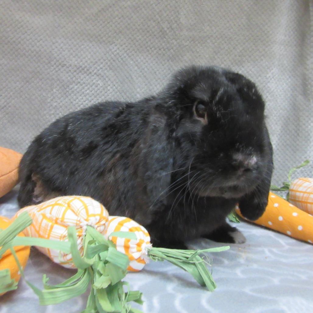 Enlarge Memphis, a Adoptable Mini Lop in Newport, PA image 2/4