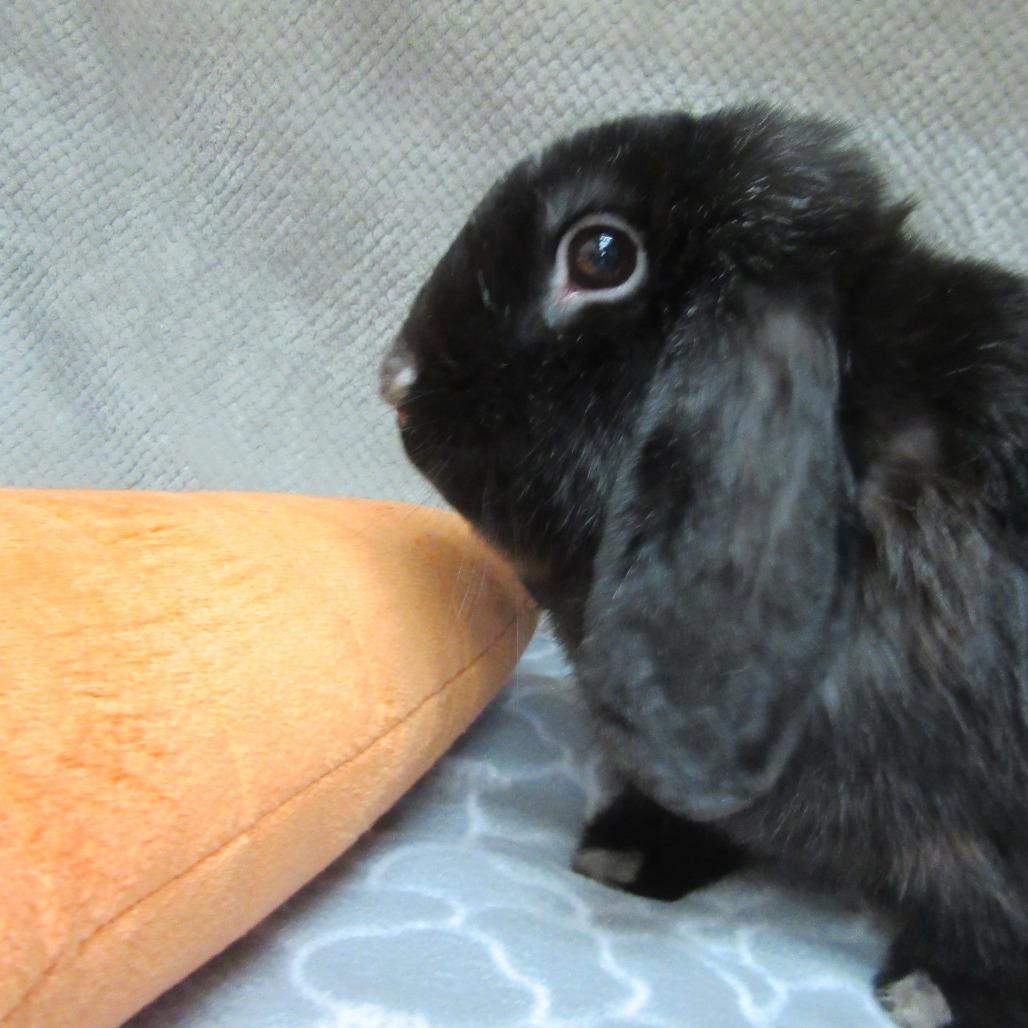 Enlarge Memphis, a Adoptable Mini Lop in Newport, PA image 3/4