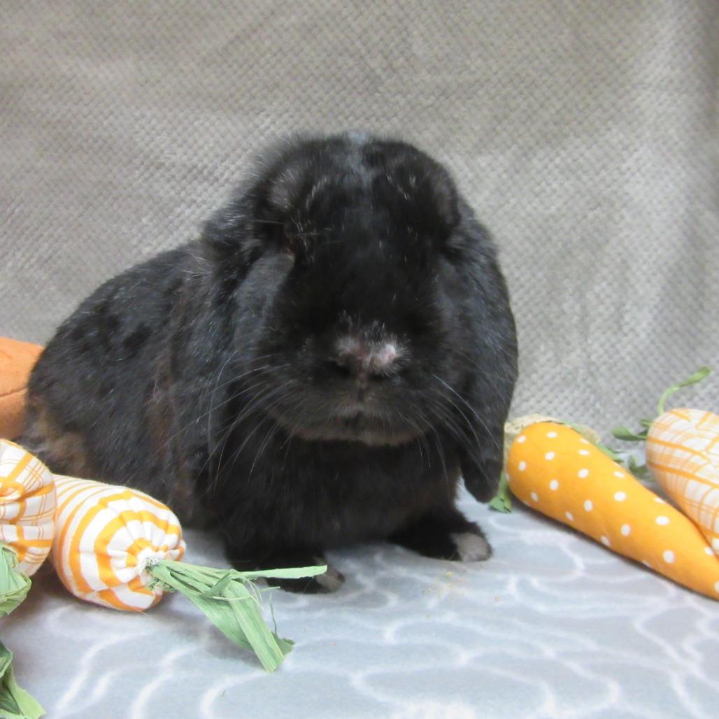 Enlarge Memphis, a Adoptable Mini Lop in Newport, PA image 4/4