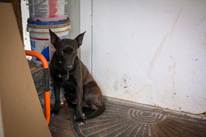 Enlarge 26-39 Pin Pin, a Adoptable mixed breed in Barnesville, GA image 1/1