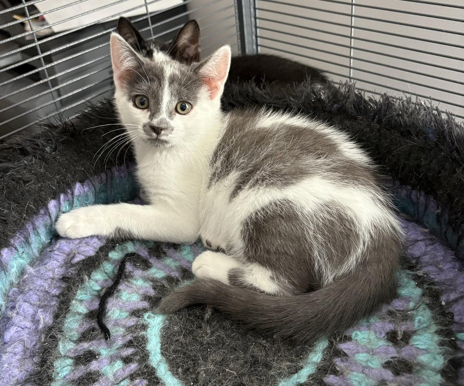 Badger, Adoptable, Kitten Female Domestic Short Hair.