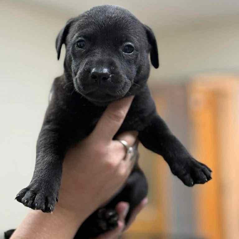 Enlarge CT Lake, a Adoptable mixed breed in Stormville, NY image 1/2