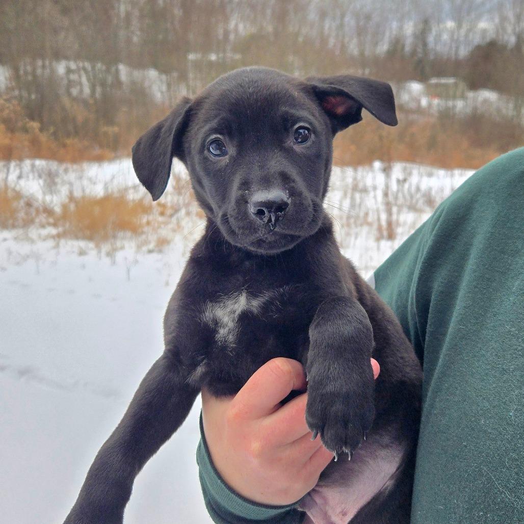 Enlarge CT Lake, a Adoptable mixed breed in Stormville, NY image 2/2