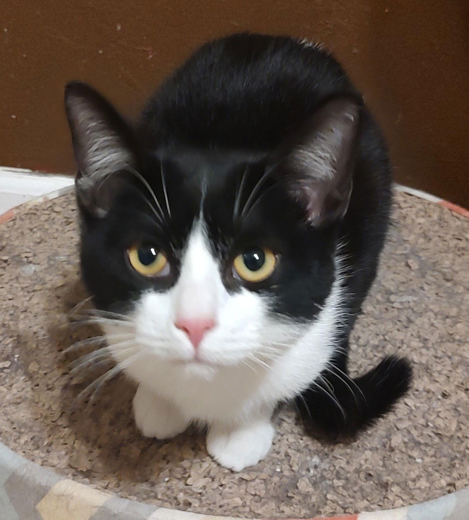 Bojangles, Adopted, Young Male Domestic Short Hair.