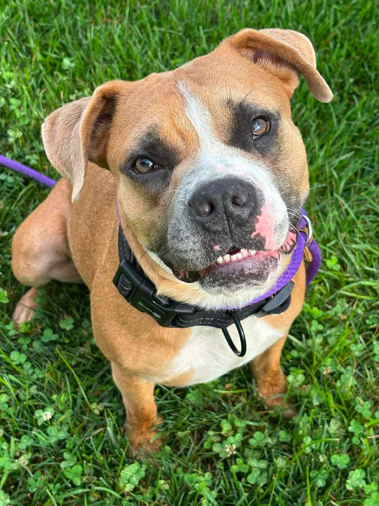 Enlarge Gigi, a ADOPTABLE mixed breed in Blue Bell, PA image 1/6