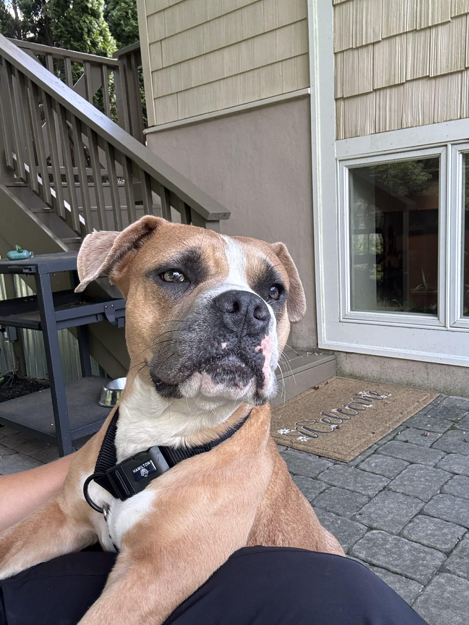 Enlarge Gigi, a ADOPTABLE mixed breed in Blue Bell, PA image 4/6
