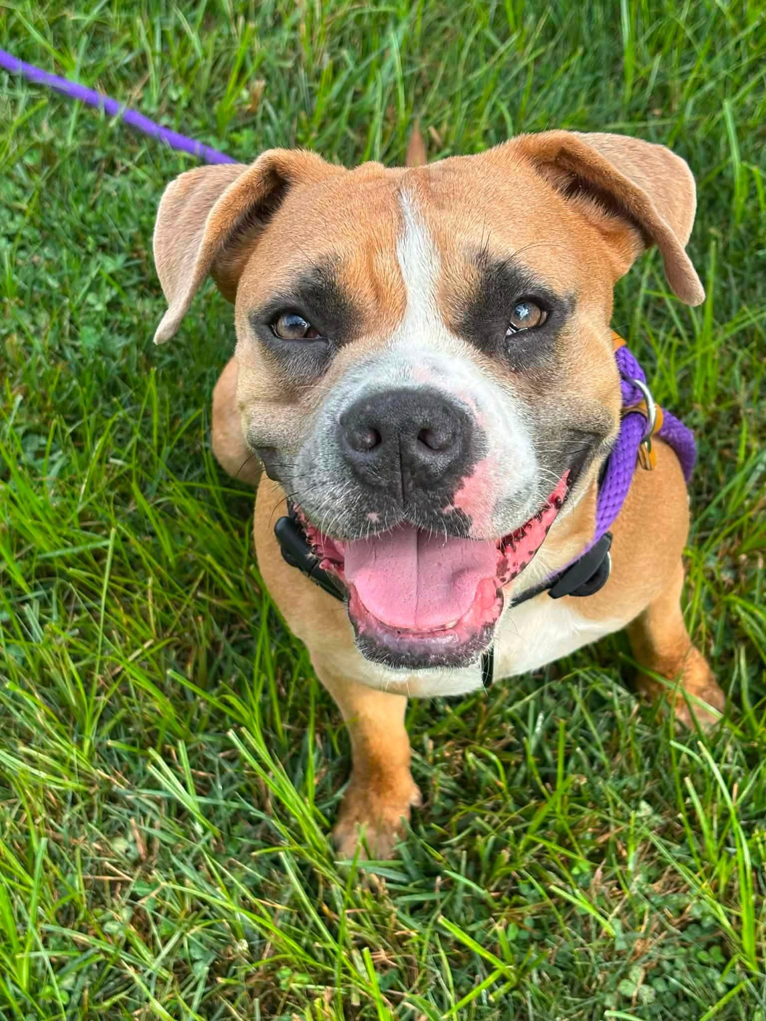 Enlarge Gigi, a ADOPTABLE mixed breed in Blue Bell, PA image 5/6