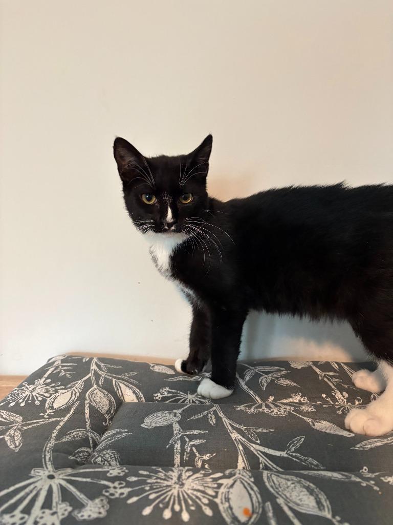 Enlarge Giblet, a Adoptable Domestic Short Hair in warrenville, SC image 1/1