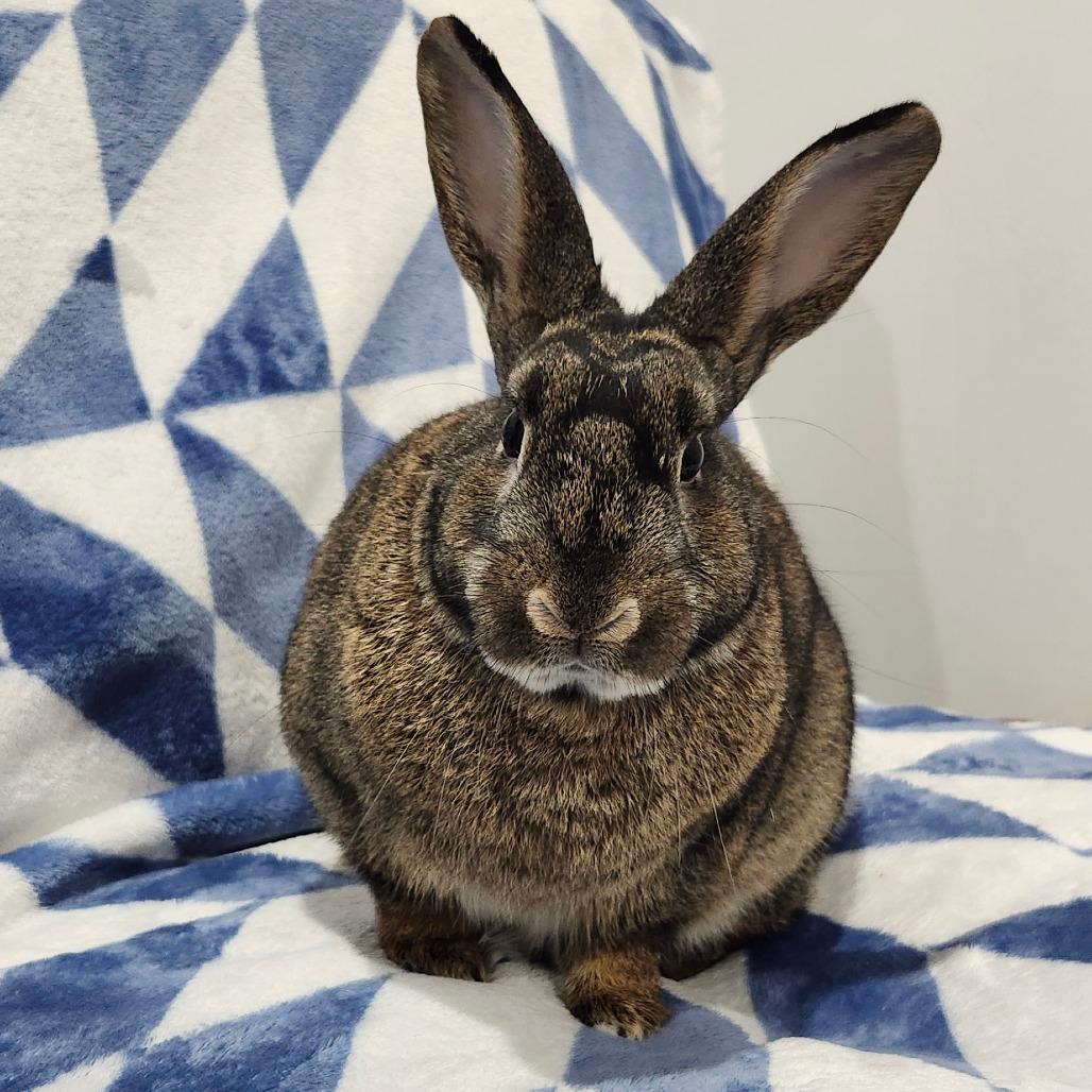 Aragorn, Adoptable, Adult Male Bunny Rabbit.