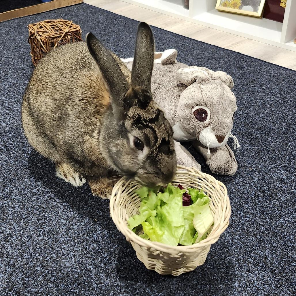 Aragorn, a Adoptable Bunny Rabbit in Baltimore, MD image 1/3