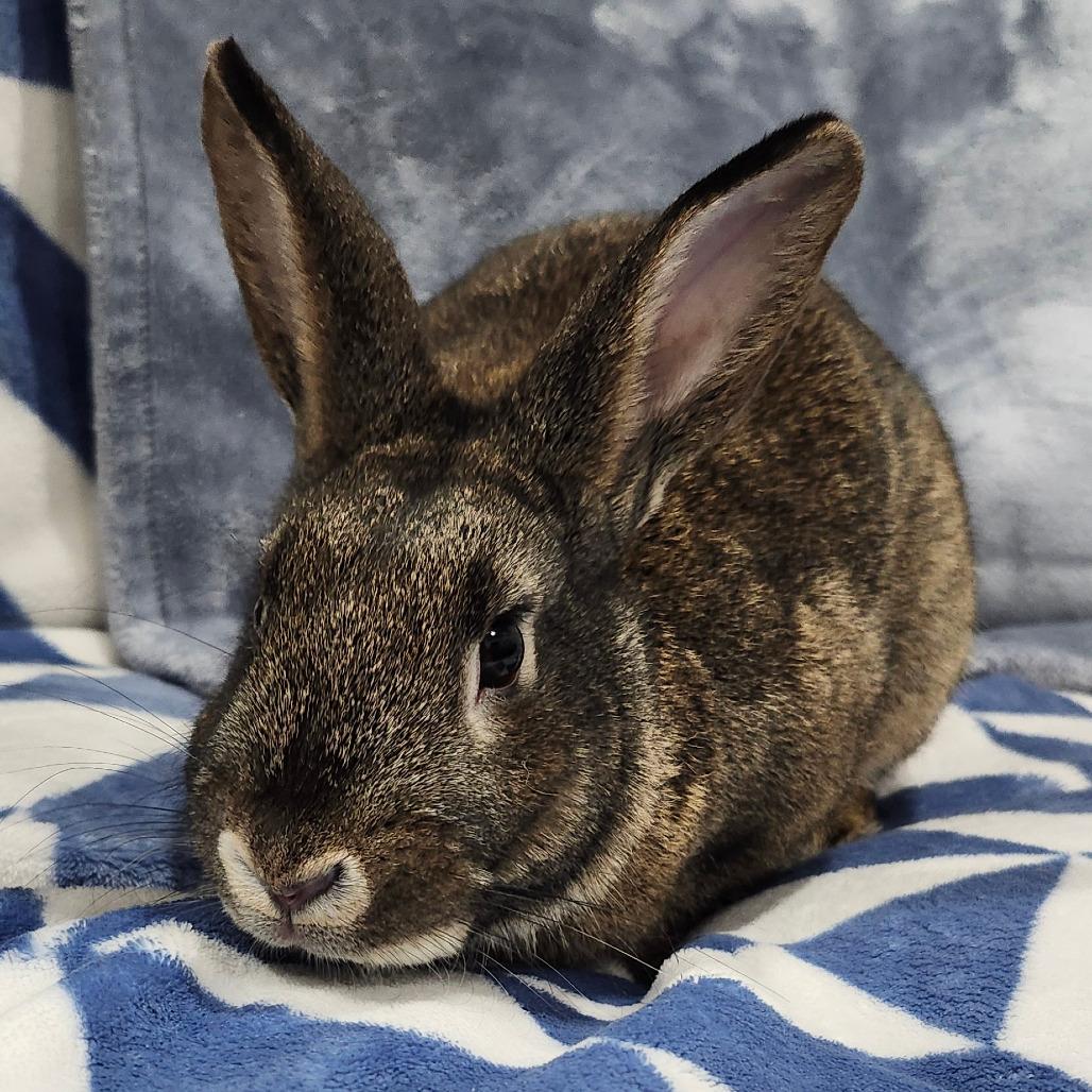 Aragorn, a Adoptable Bunny Rabbit in Baltimore, MD image 3/3
