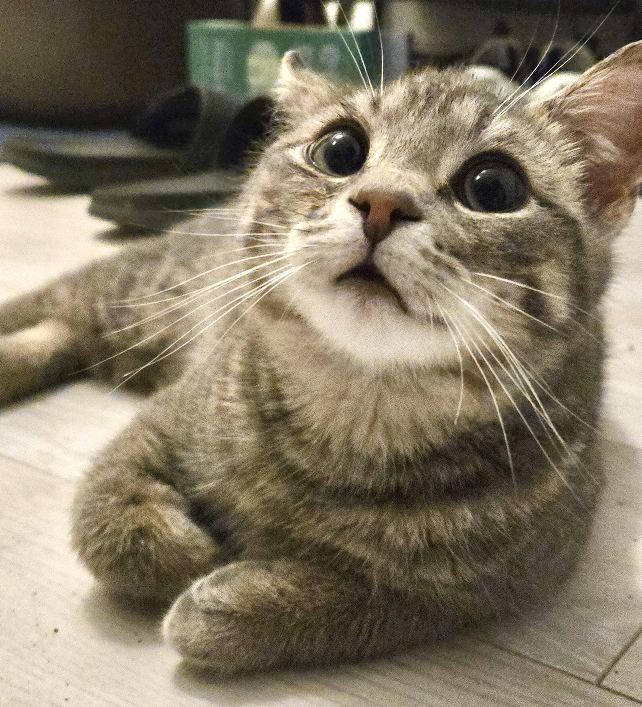 Milton (bonded with Mila), adopted, Kitten Male Tabby & Domestic Short Hair.