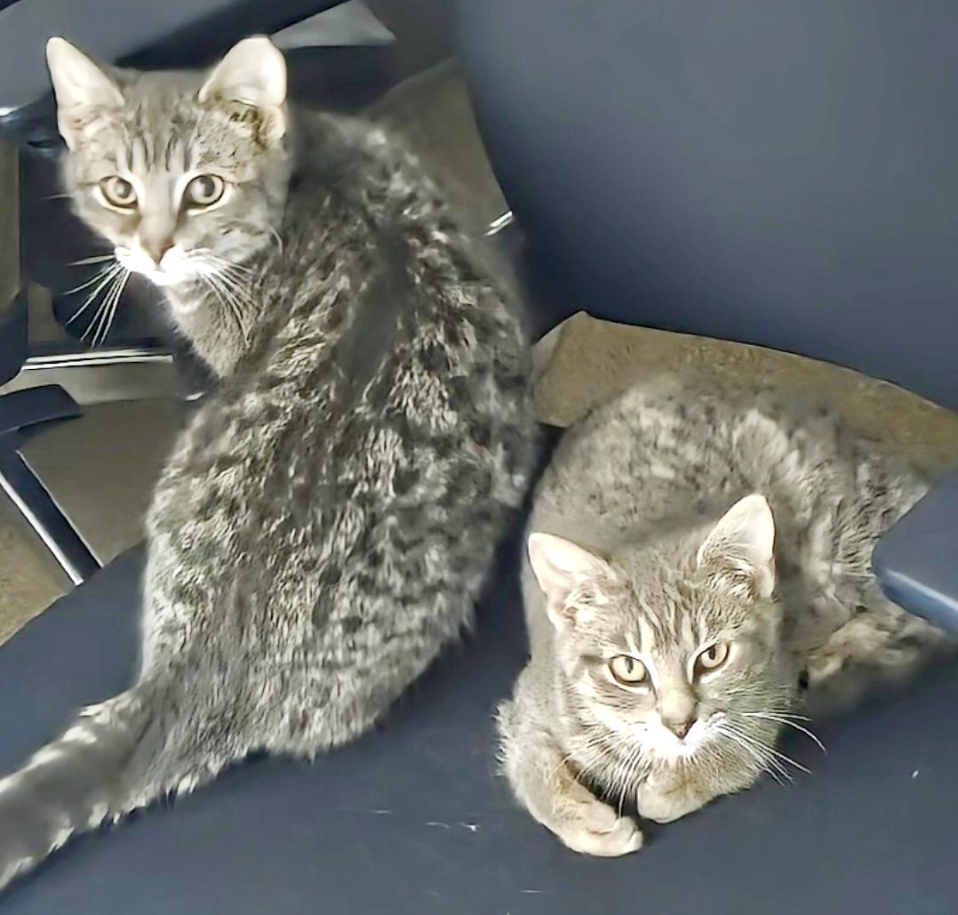 Enlarge Milton (bonded with Mila), an adopted mixed breed in Toronto, ON image 4/6