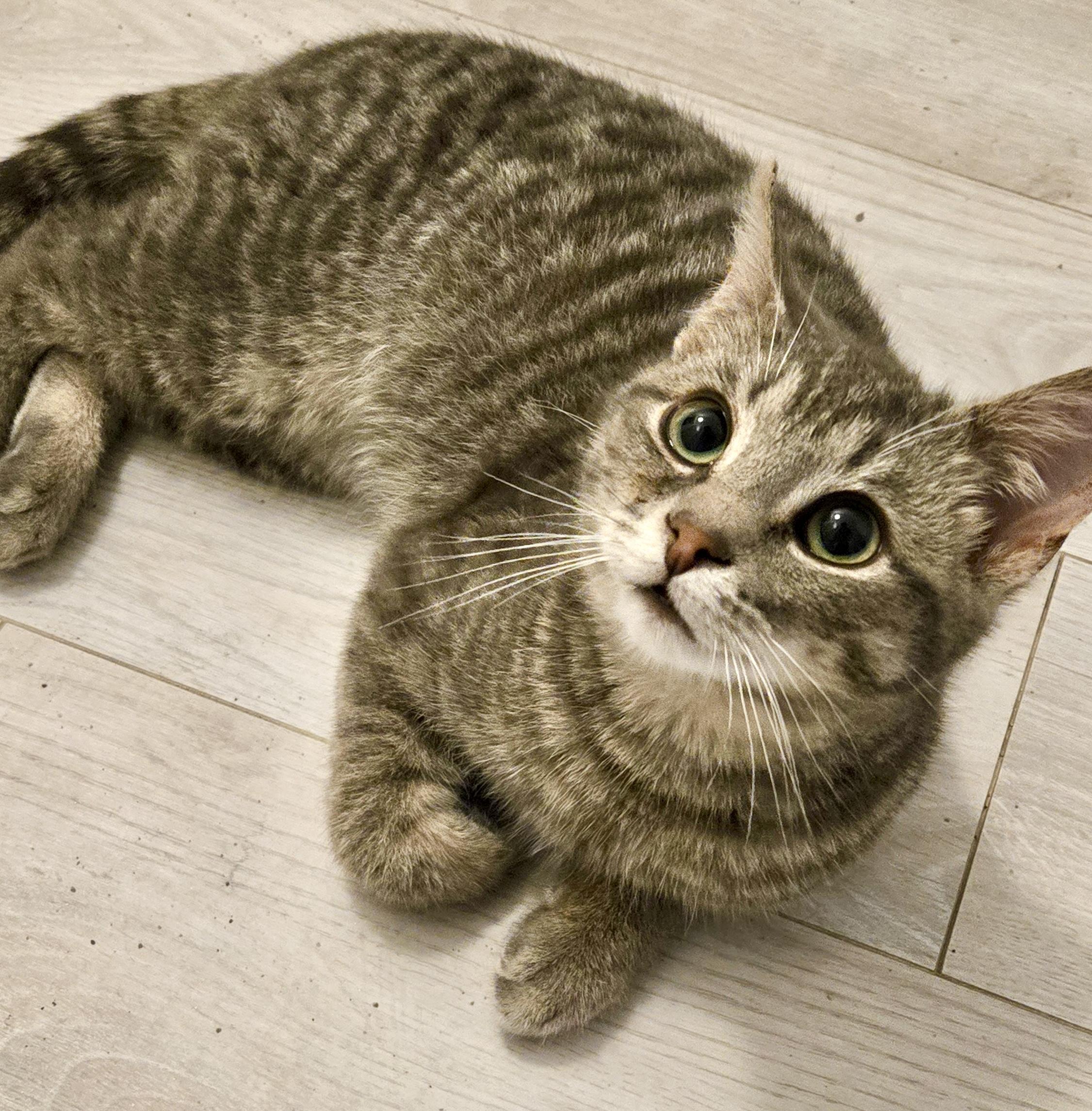 Enlarge Milton (bonded with Mila), an adopted mixed breed in Toronto, ON image 2/6