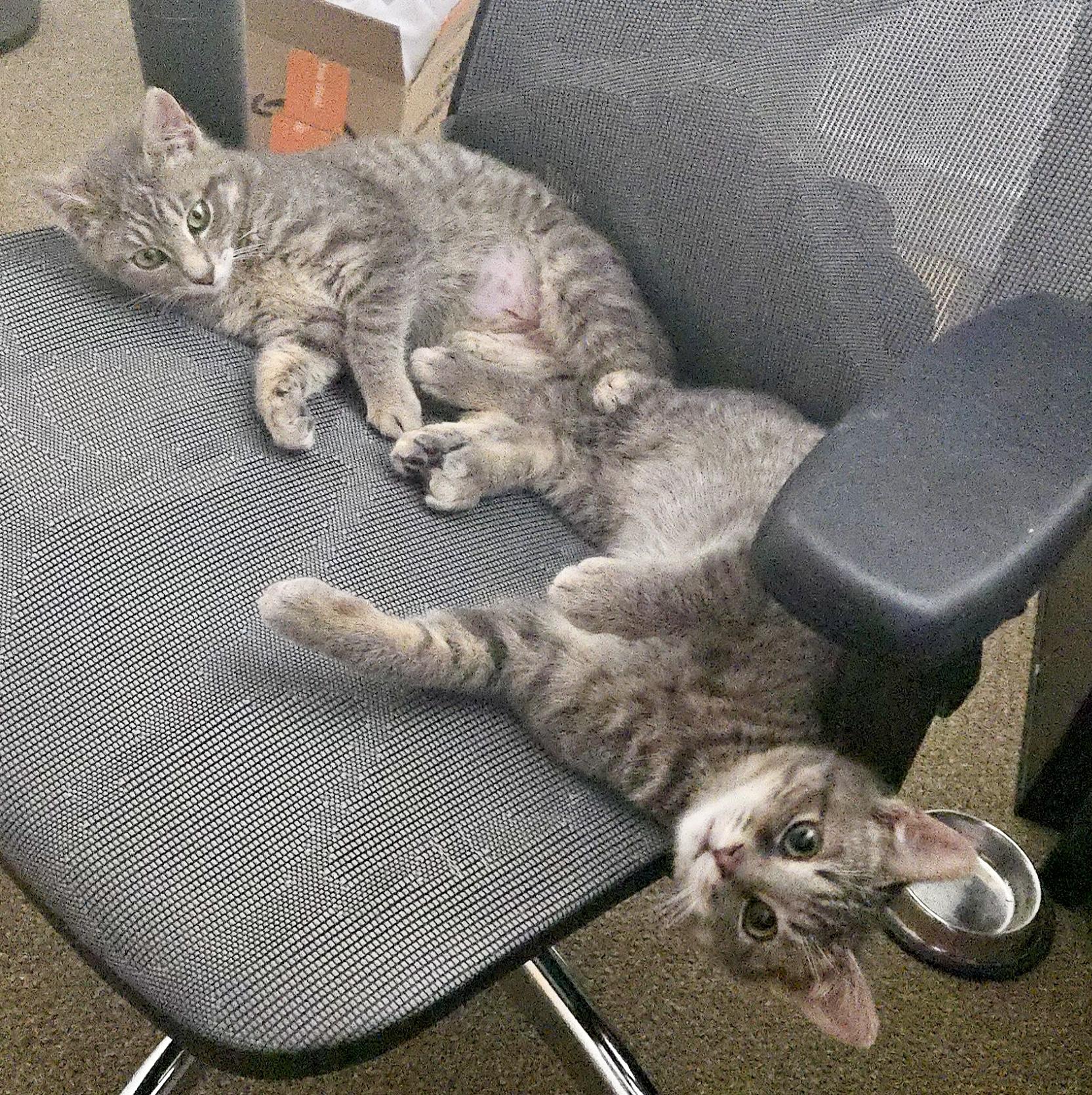 Enlarge Milton (bonded with Mila), an adopted mixed breed in Toronto, ON image 5/6