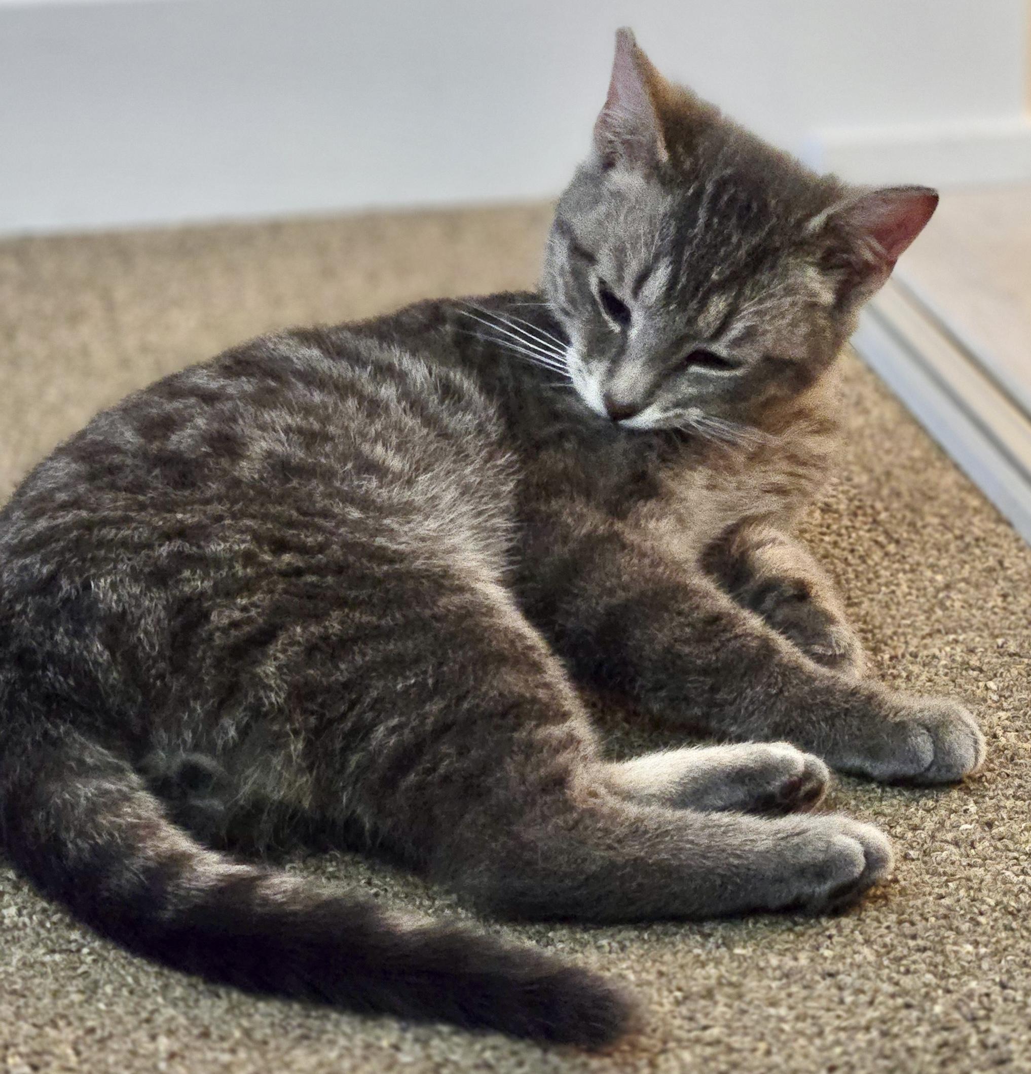 Enlarge Milton (bonded with Mila), an adopted mixed breed in Toronto, ON image 3/6