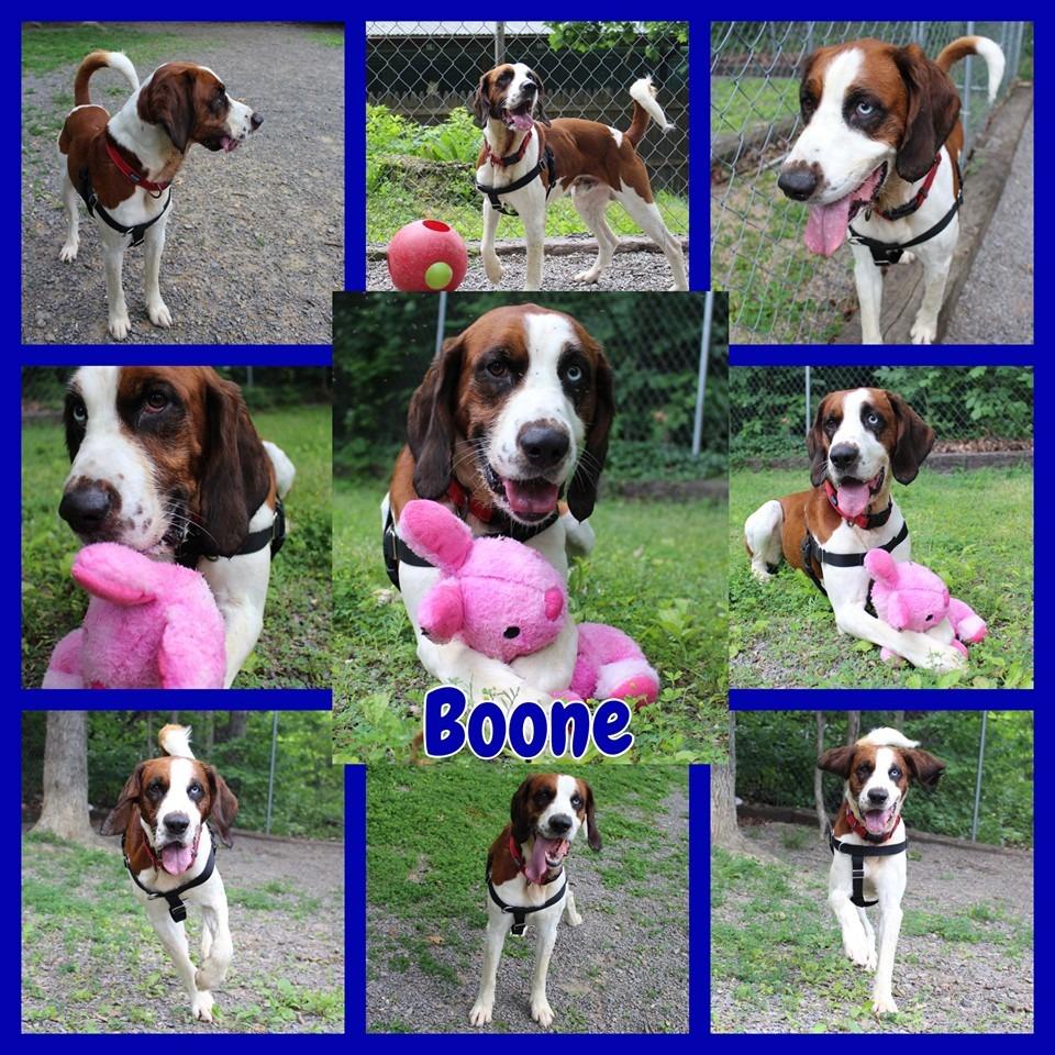 Boone, Adoptable, Senior Male Saint Bernard & Spaniel.