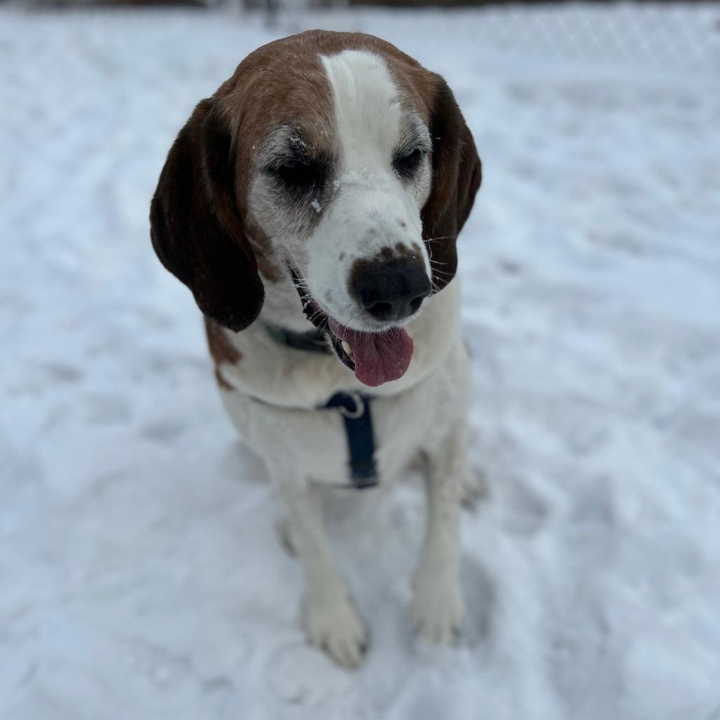 Enlarge Boone, a Adoptable mixed breed in Berkeley Springs, WV image 2/3