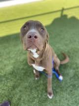 O`Brien — thumbnail 2